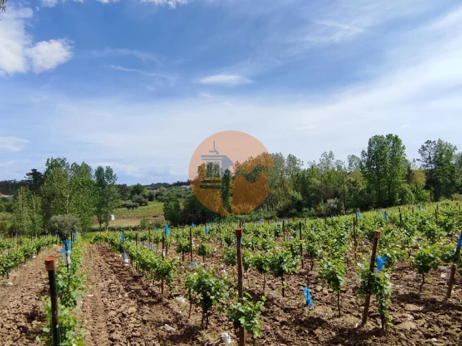Terreno para Venda em Casal Comba Foto 30