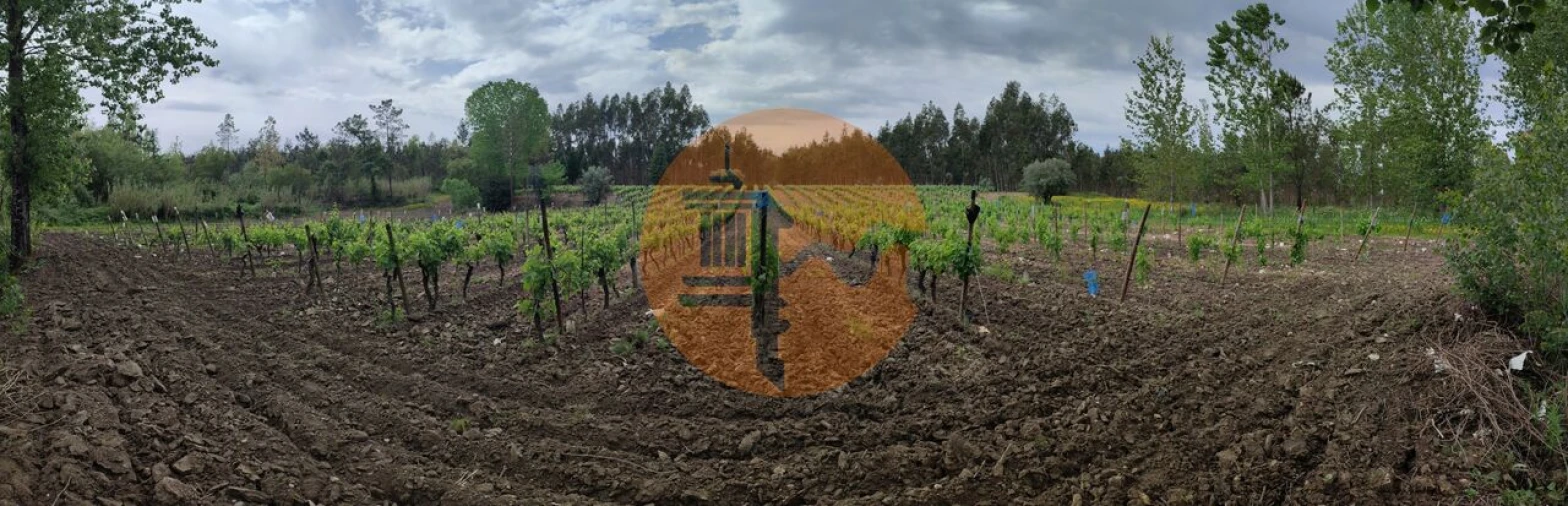 Terreno para Venda em Casal Comba Foto 35