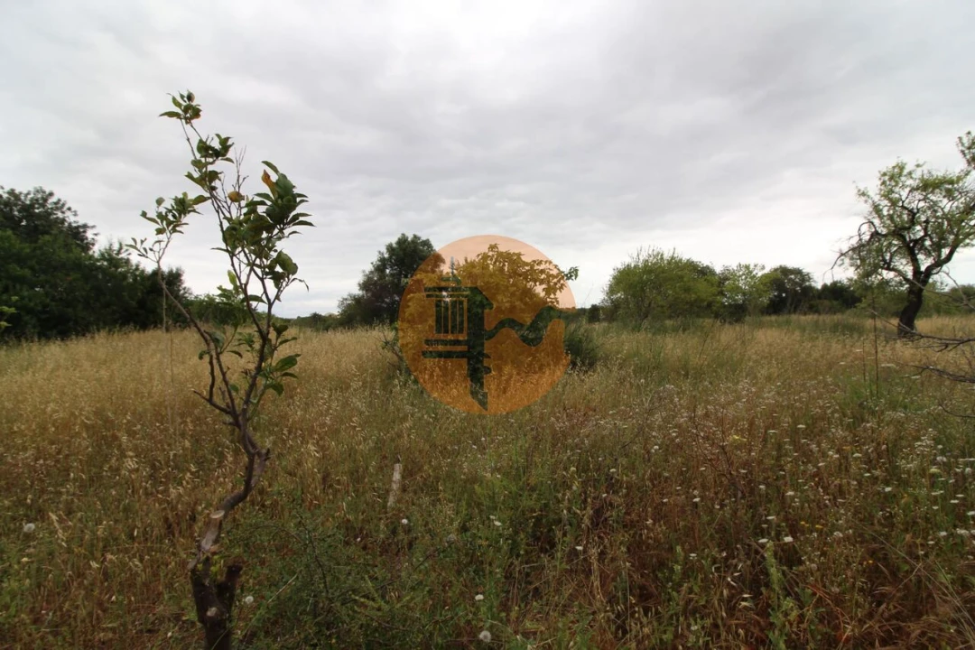 Terreno para Venda em Ferreiras Foto 11