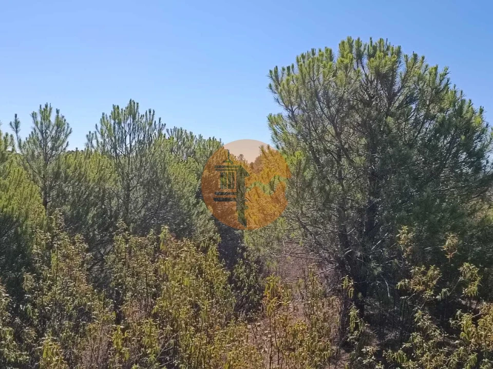 Terreno para Venda em Vaqueiros Foto 21