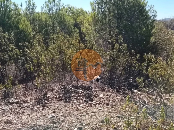 Terreno para Venda em Vaqueiros Foto 20