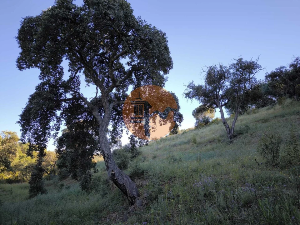 Terreno para Venda em Azinhal Foto 21