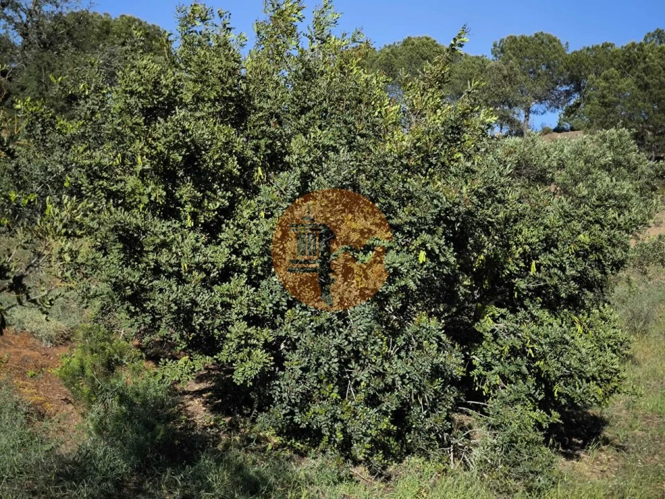 Terreno para Venda em Azinhal Foto 29