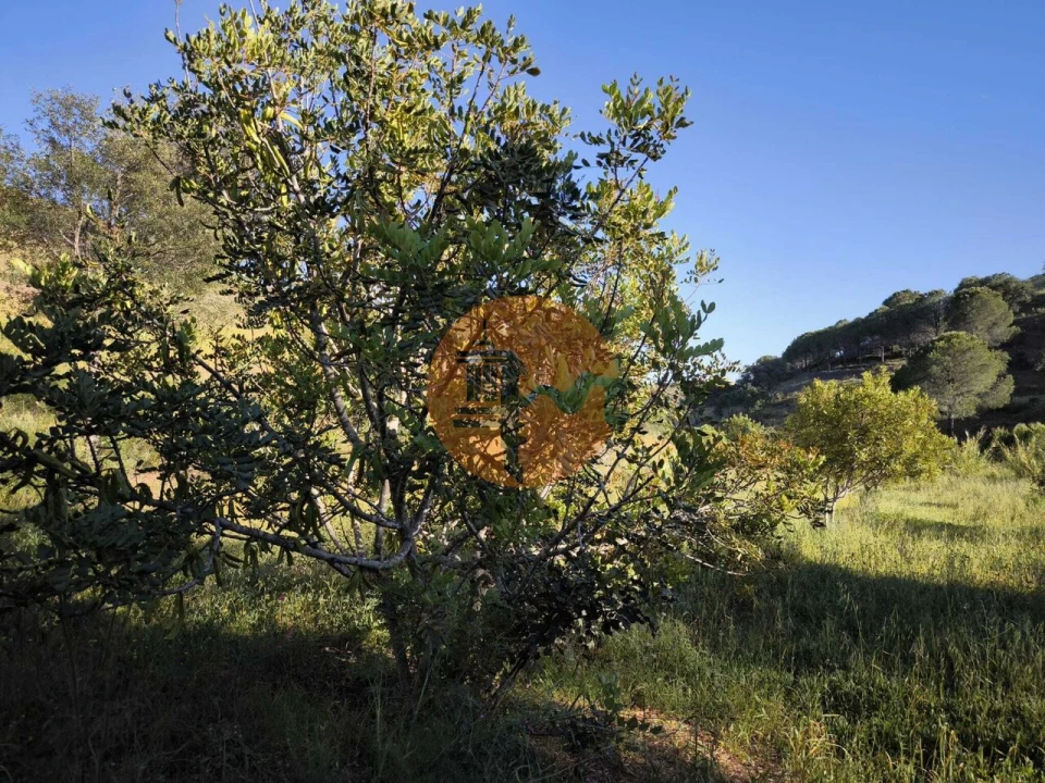 Terreno para Venda em Azinhal Foto 33