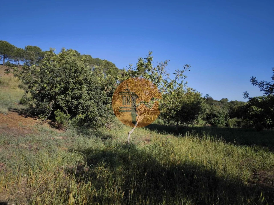 Terreno para Venda em Azinhal Foto 34