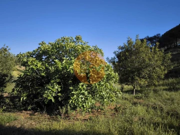 Terreno para Venda em Azinhal