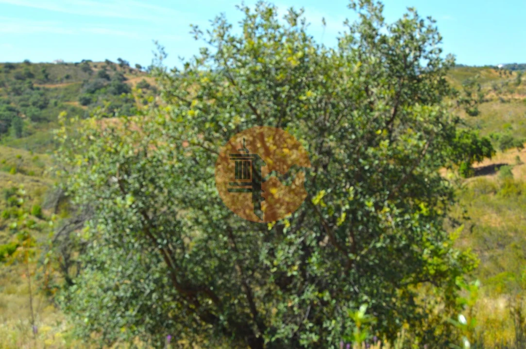 Terreno para Venda em Santa Catarina da Fonte do Bispo Foto 17