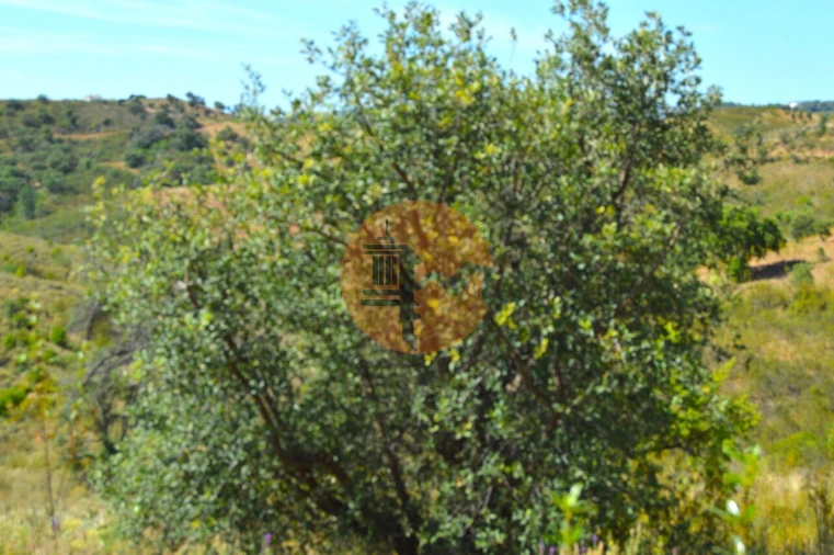 Terreno para Venda em Santa Catarina da Fonte do Bispo Foto 14
