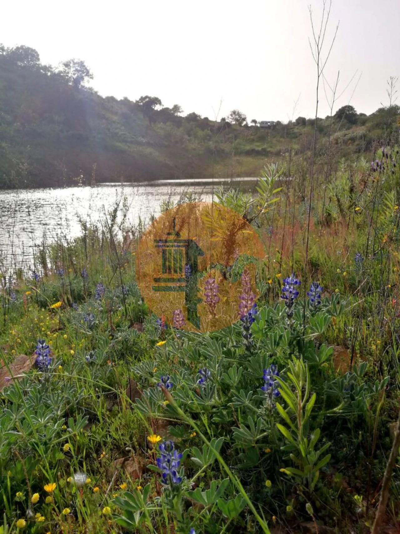 Terreno para Venda em Azinhal Foto 11