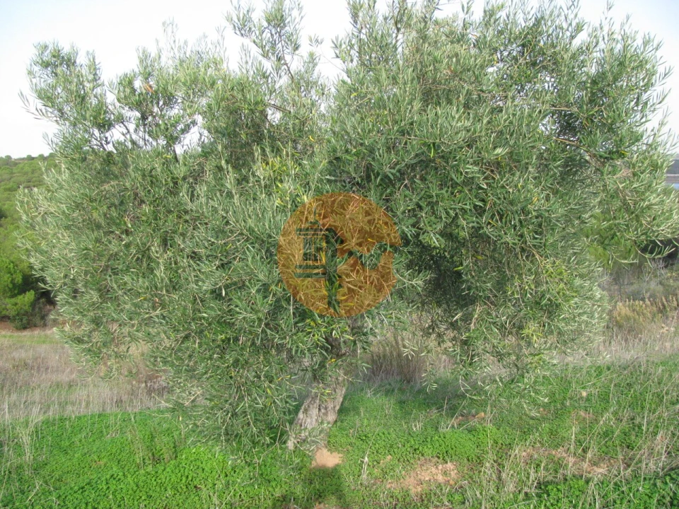 Terreno para Venda em Azinhal Foto 37