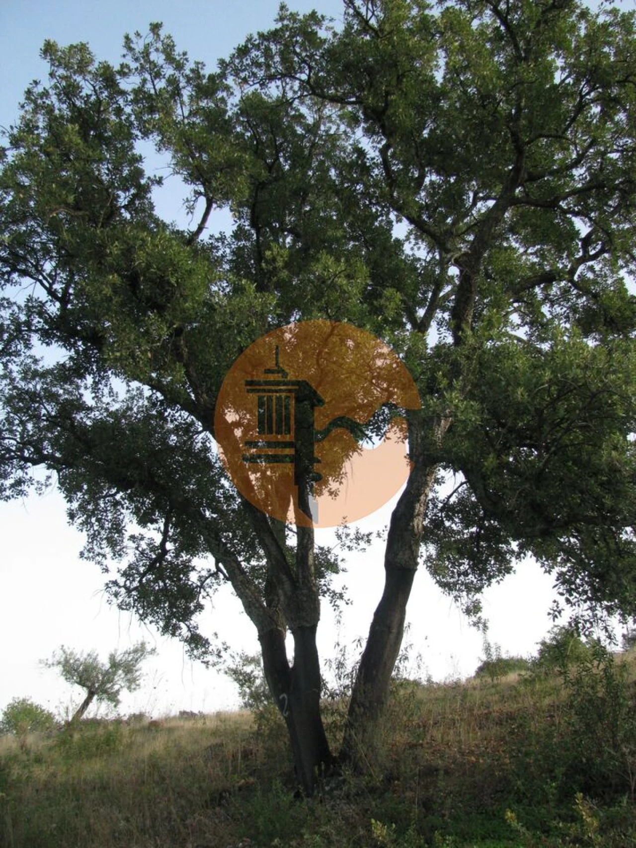 Terreno para Venda em Azinhal Foto 59