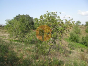 Terreno para Venda em Azinhal