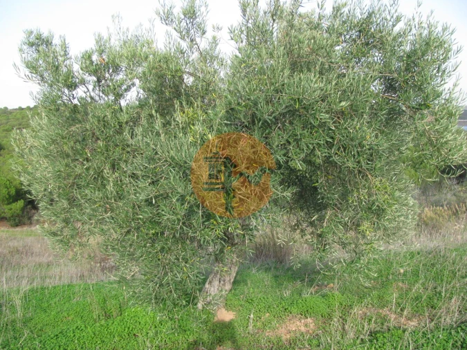 Terreno para Venda em Azinhal Foto 37