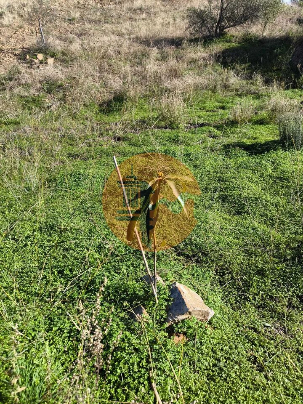 Terreno para Venda em Azinhal Foto 31
