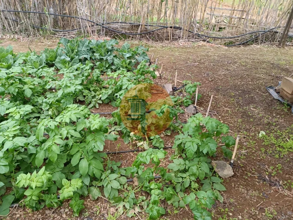 Terreno para Venda em Azinhal Foto 27