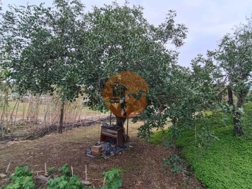 Terreno para Venda em Azinhal
