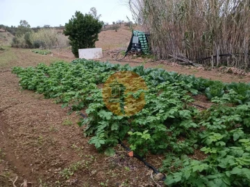 Terreno para Venda em Azinhal