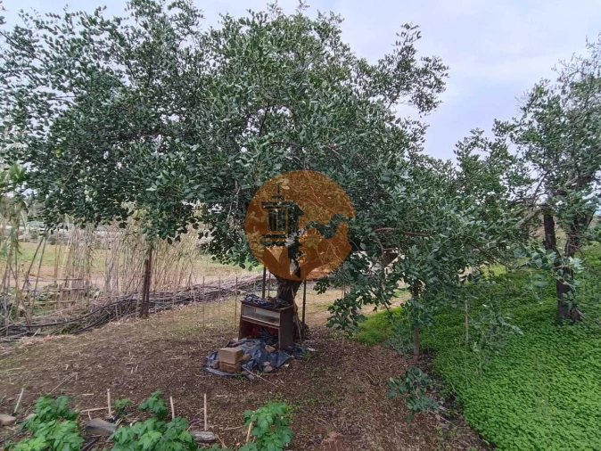 Terreno para Venda em Azinhal Foto 4
