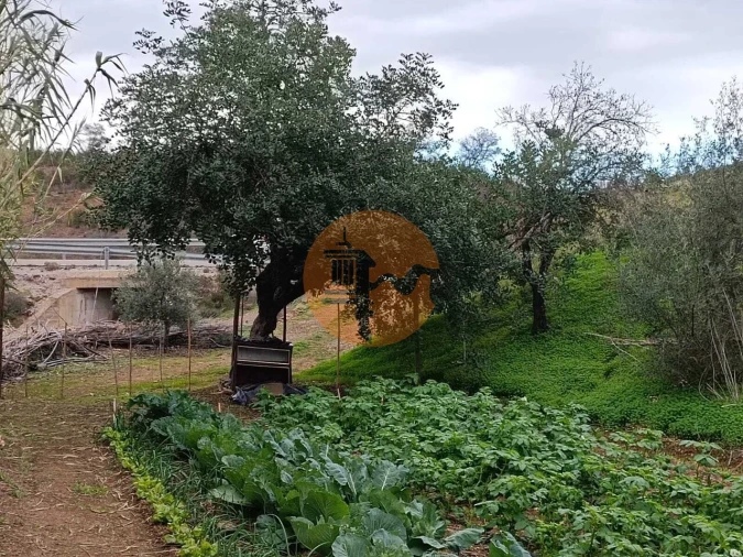 Terreno para Venda em Azinhal Foto 15