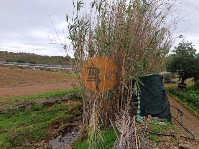 Terreno para Venda em Azinhal Foto 18