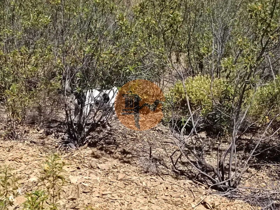 Terreno para Venda em Odeleite Foto 19