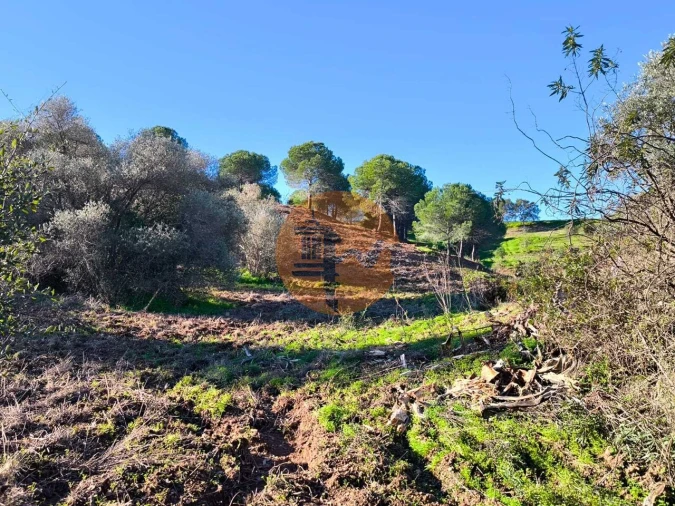 Terreno para Venda em Azinhal Foto 4