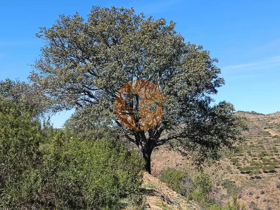 Terreno para Venda em Odeleite Foto 3
