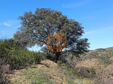 Terreno para Venda em Odeleite