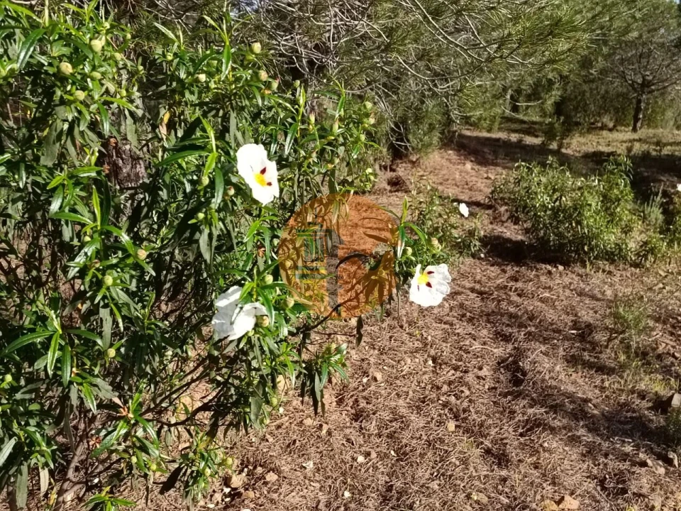Terreno para Venda em Castro Marim Foto 26