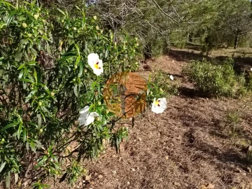 Terreno para Venda em Castro Marim