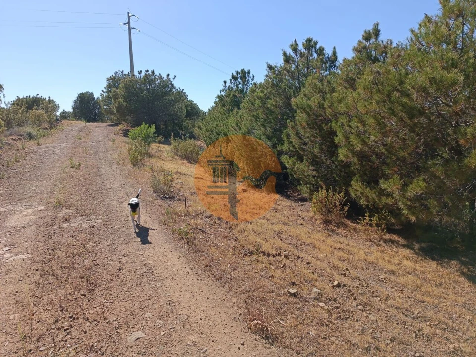 Terreno para Venda em Azinhal Foto 3