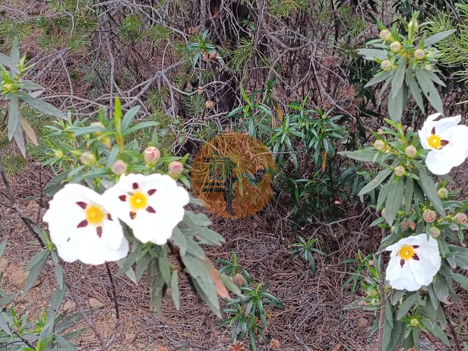 Terreno para Venda em Azinhal Foto 9