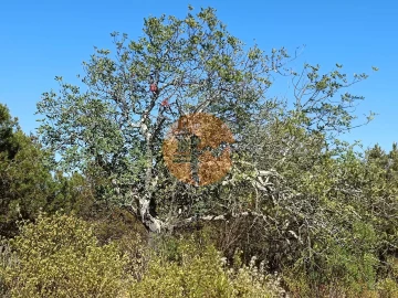 Terreno para Venda em Azinhal