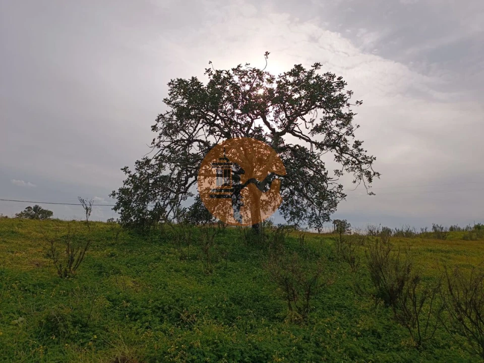 Terreno para Venda em Azinhal Foto 5