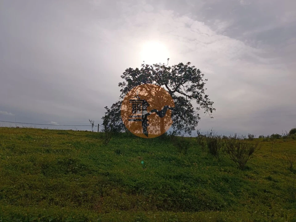 Terreno para Venda em Azinhal Foto 12