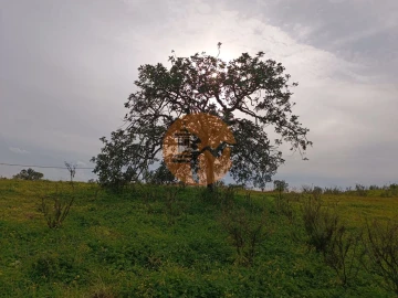 Terreno para Venda em Azinhal