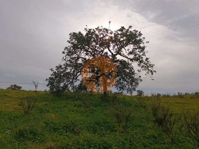 Terreno para Venda em Azinhal Foto 5