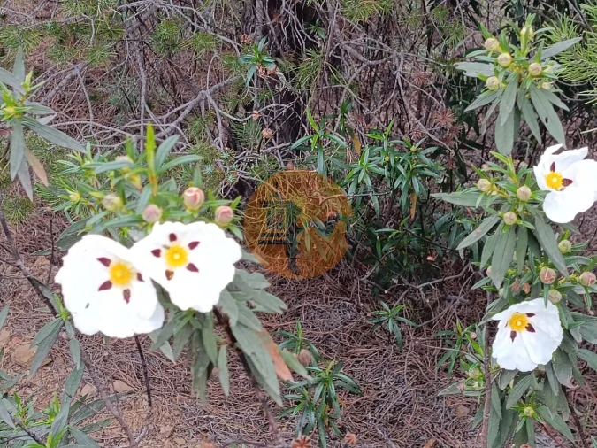 Terreno para Venda em Azinhal Foto 23