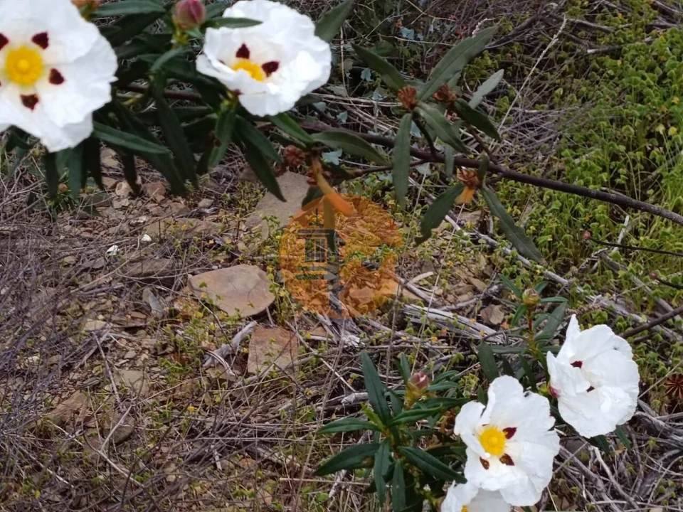 Terreno para Venda em Azinhal Foto 4