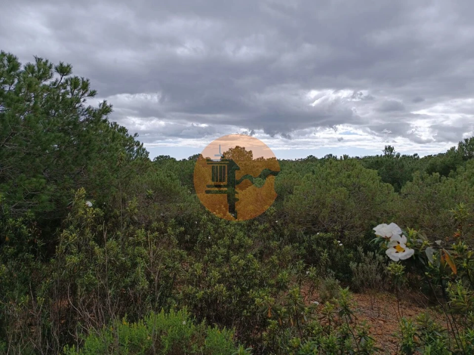 Terreno para Venda em Azinhal Foto 5
