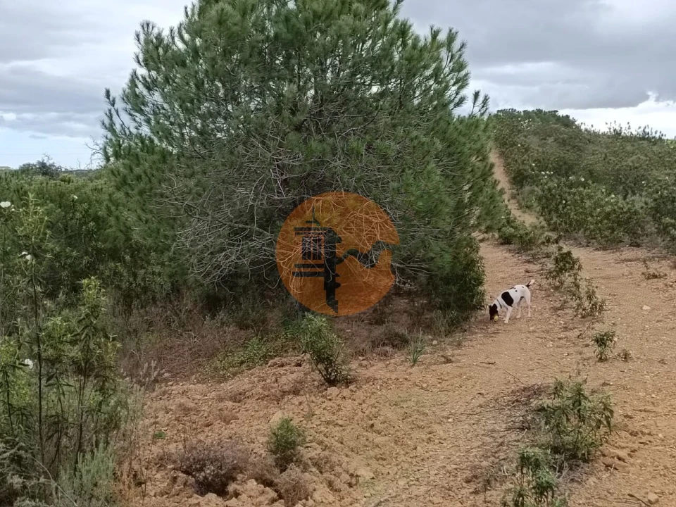 Terreno para Venda em Azinhal Foto 21