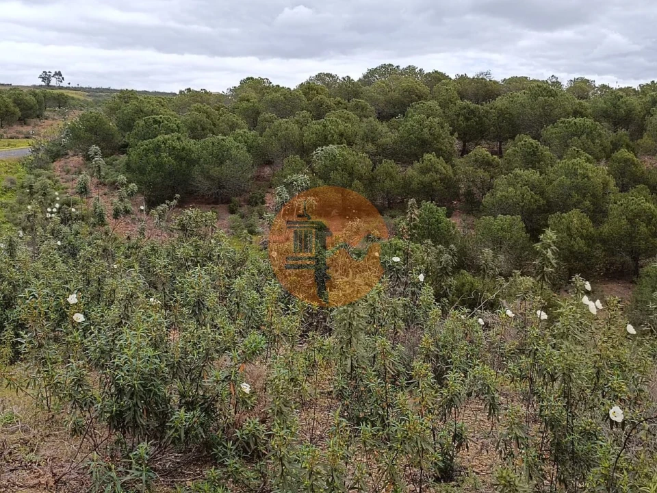 Terreno para Venda em Azinhal Foto 26