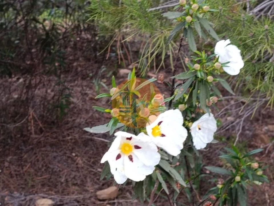 Terreno para Venda em Azinhal Foto 28