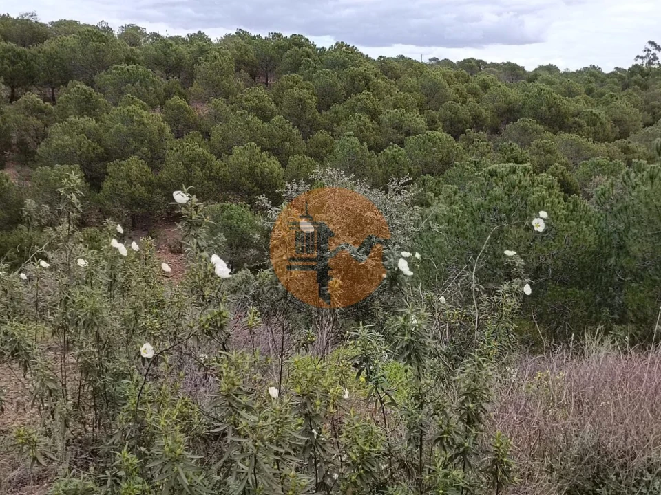 Terreno para Venda em Azinhal Foto 29