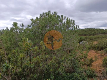 Terreno para Venda em Azinhal