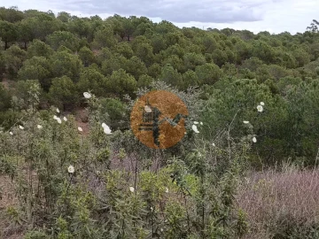Terreno para Venda em Azinhal