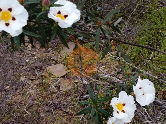 Terreno para Venda em Azinhal Foto 4
