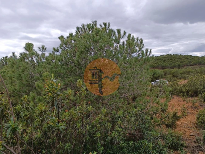 Terreno para Venda em Azinhal Foto 8