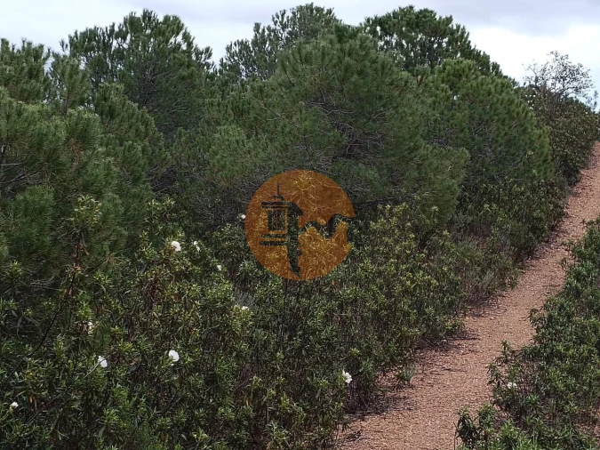 Terreno para Venda em Azinhal Foto 27
