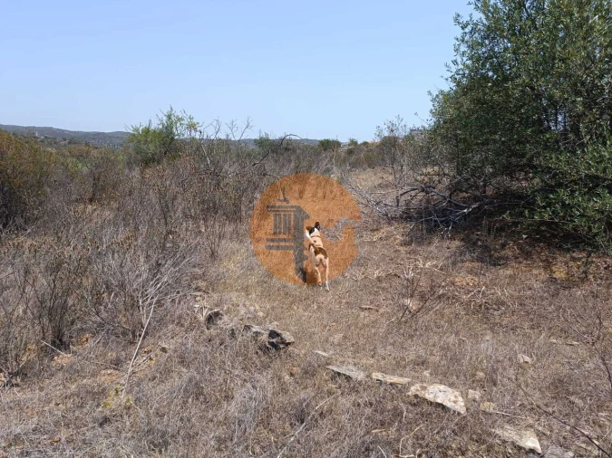 Terreno para Venda em Azinhal Foto 25